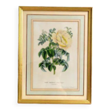 Botanical setting Rosier Pimprenelle