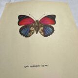 Antique butterfly engraving vintage botanical plate naturalist etching