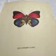 Old butterfly engraving vintage botanical plate etching naturalistic
