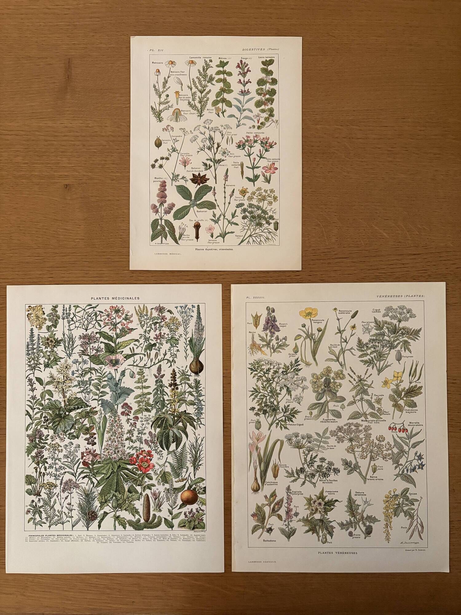Reserved Anna - Set of 3 illustrated plates on 20th century plants