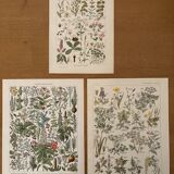 Réservé Anna - Lot de 3 planches illustrées sur les plantes XXe
