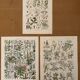 Reserved Anna - Set of 3 illustrated plates on 20th century plants