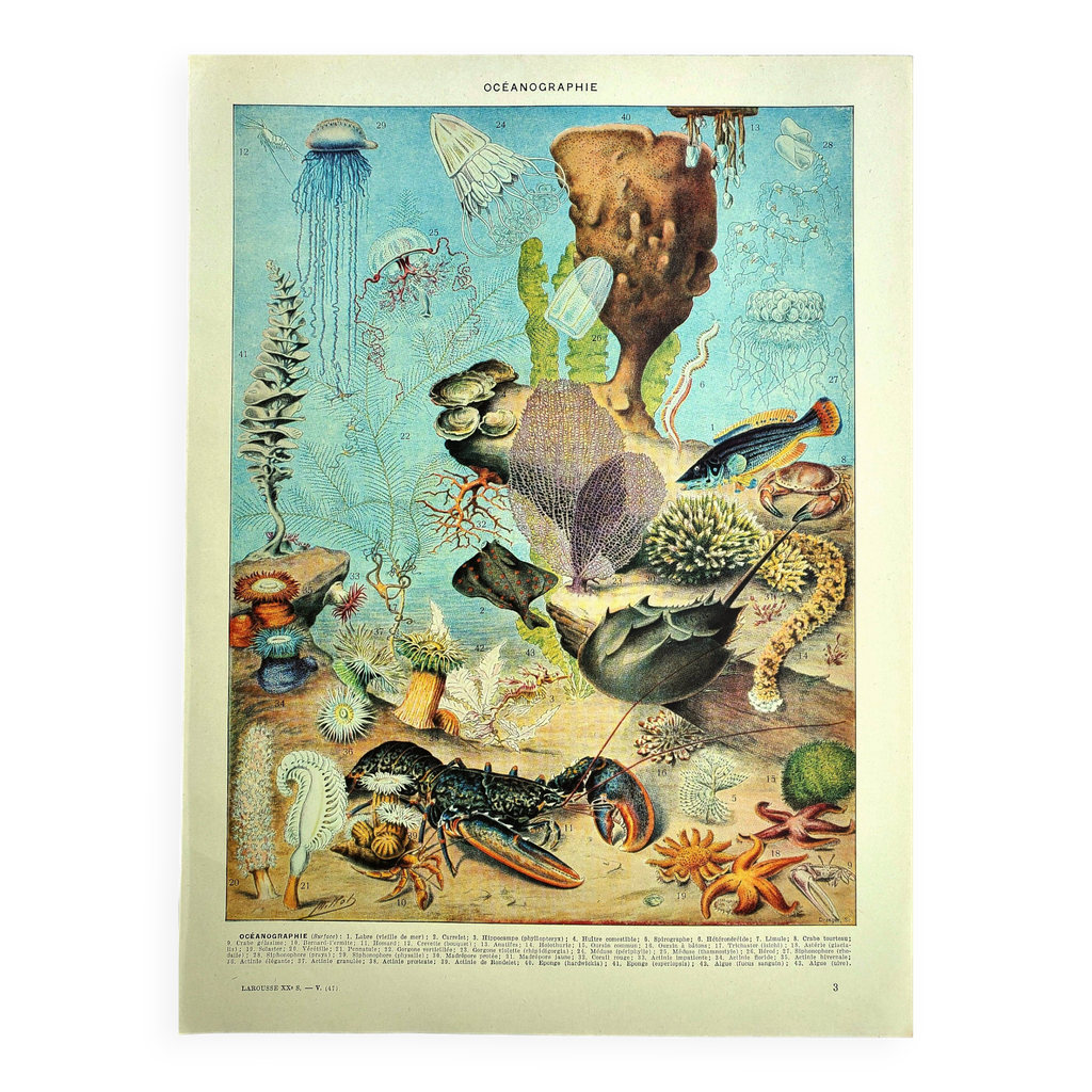 Lithographie ancienne 1928 A. Millot - Océanographie, faune et flore ...