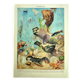 Lithographie ancienne 1928 A. Millot - Océanographie, faune et flore marine