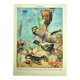 Lithographie ancienne 1928 A. Millot - Océanographie, faune et flore marine