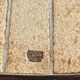 Capron herbarium coffee table
