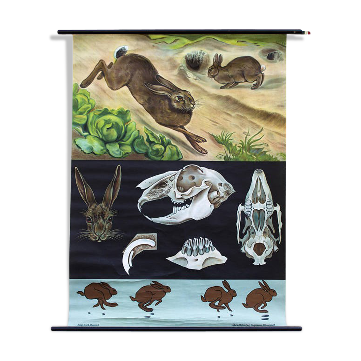 Wall poster of the school of Jung-Koch-Quentell "rabbit" 1964