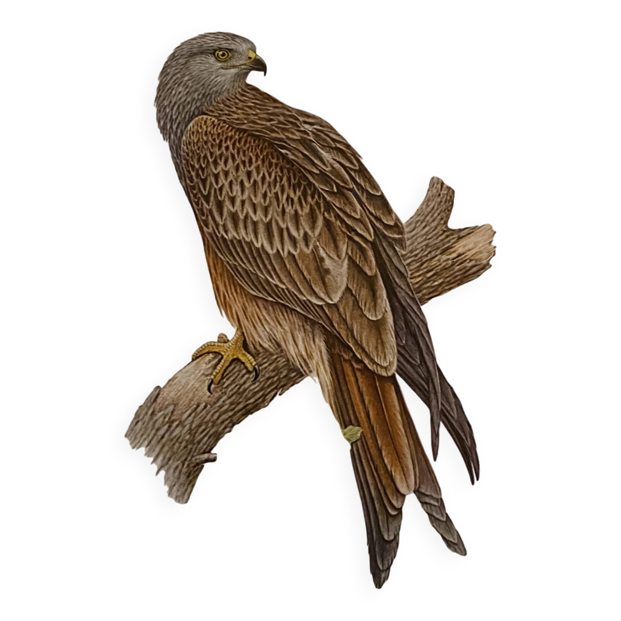 Planche ornithologique ancienne – Milan royal