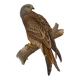Planche ornithologique ancienne – Milan royal