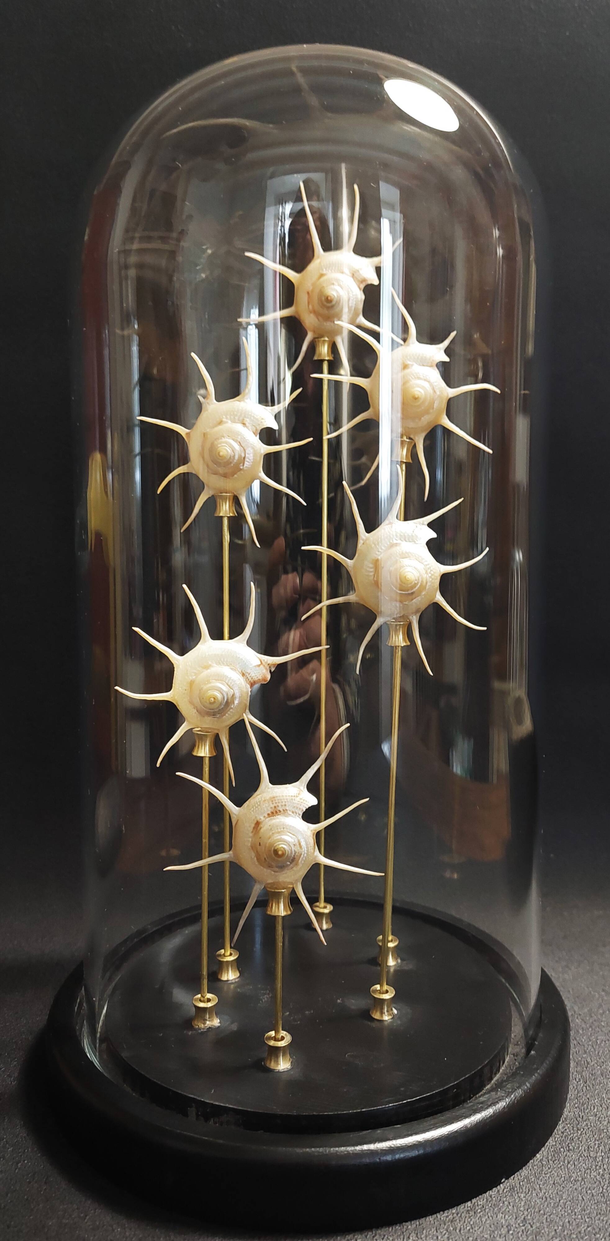 Cabinet de Curiosités globe aux coquillages guildfordia yoka nacrés
