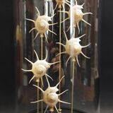 Cabinet of Curiosities globe with pearly Guildfordia Yoka shells