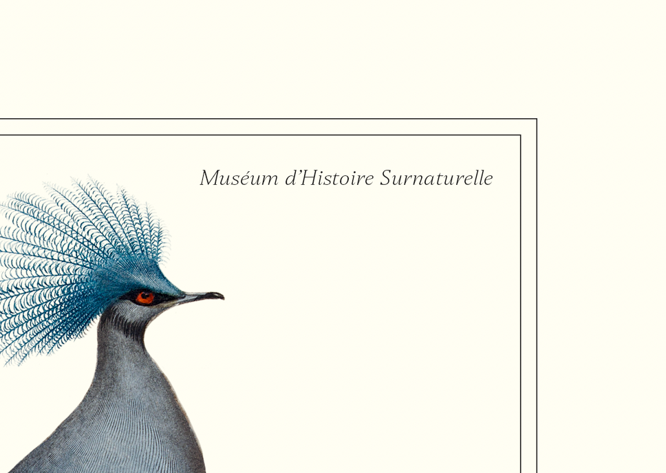 Chimera lithograph engraving animal - the marmoset