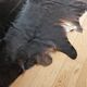 Genuine cowhide living room rug, vintage design, 1970s