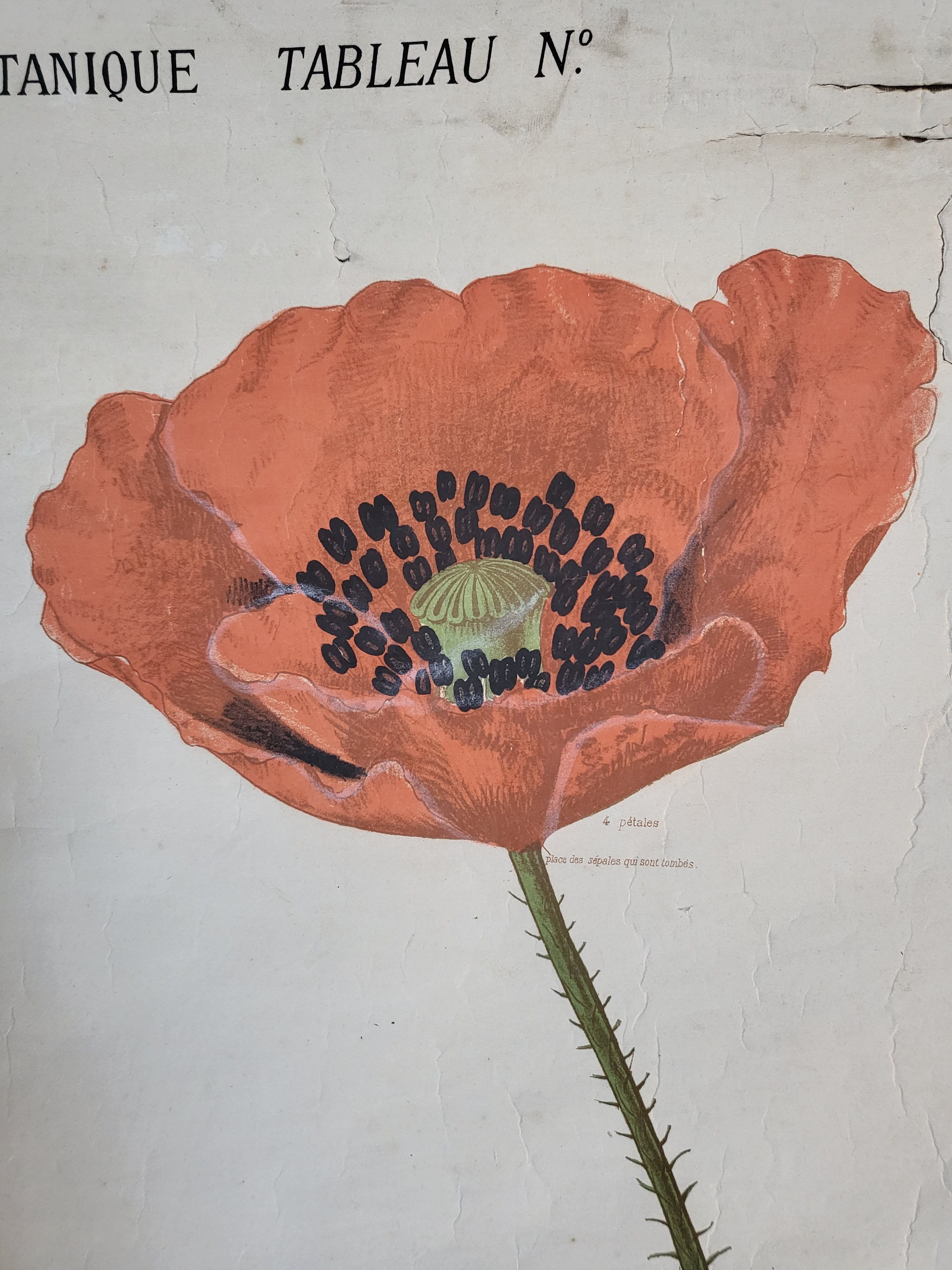 Old Deyrolle educational poster