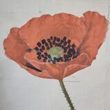 Old Deyrolle educational poster