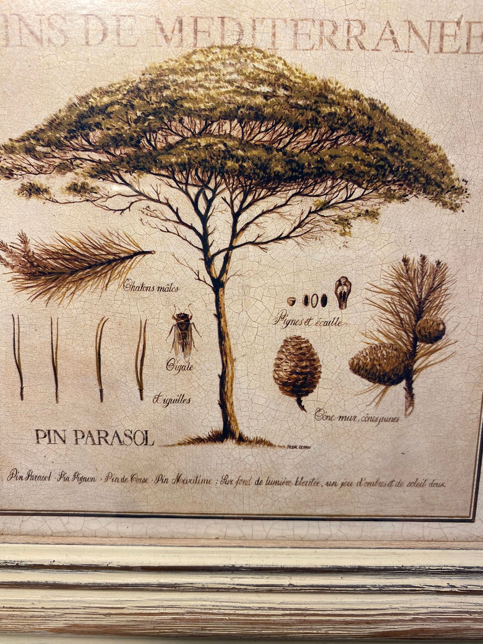 Two botanical paintings, lavender and Mediterranean pines