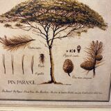 Two botanical paintings, lavender and Mediterranean pines