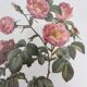 Rose Lithographs by Pierre Joseph Redouté vintage botanical posters