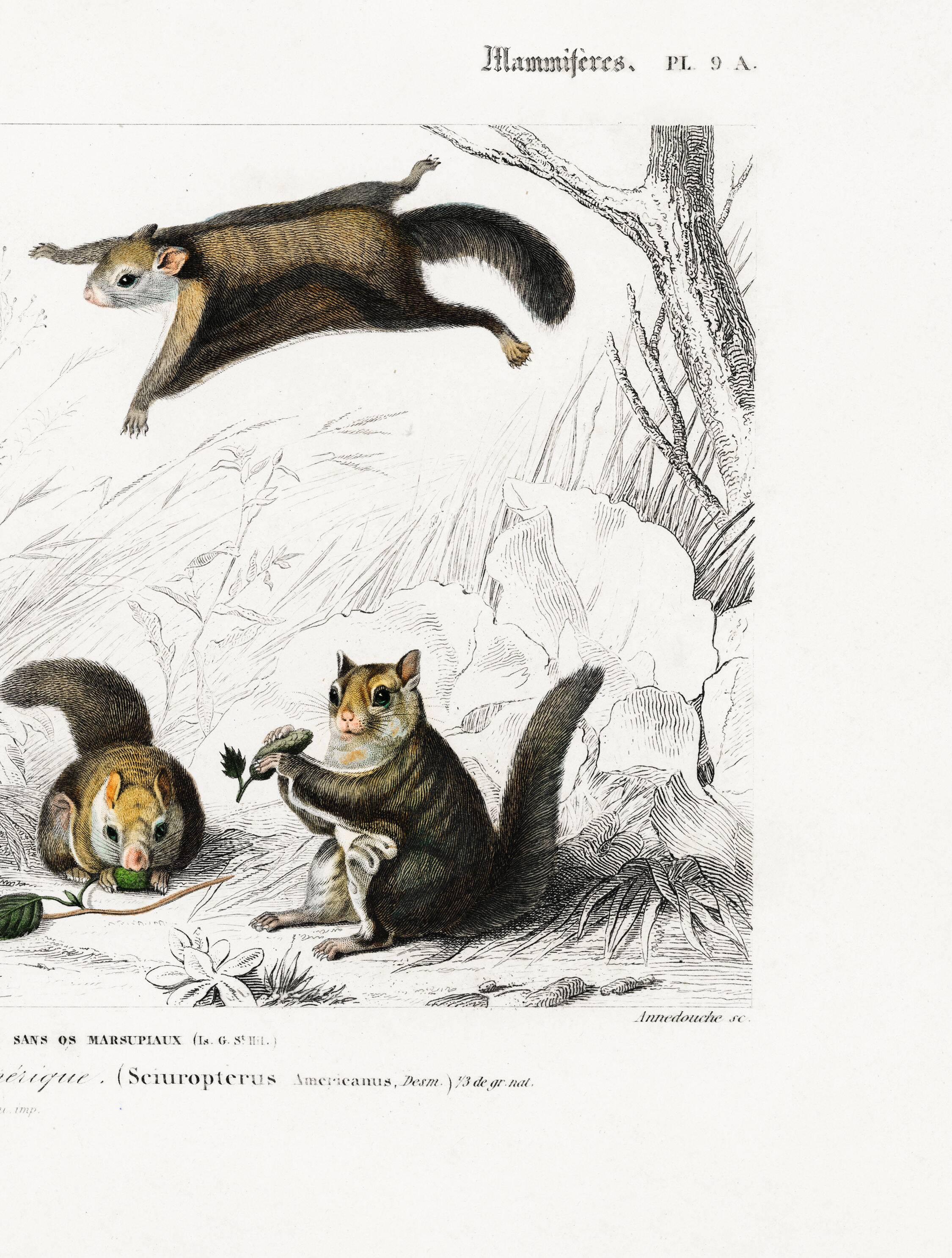 Poster about the American flying squirrel, based on an old engraving
