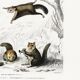 Poster about the American flying squirrel, based on an old engraving