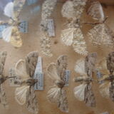 Box collecting butterflies labelled