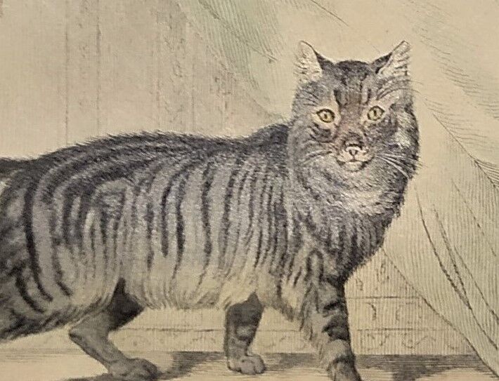 Original zoological plate of 1839 " domestic cat & angora "