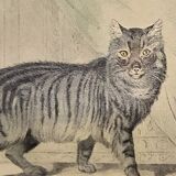 Original zoological plate of 1839 " domestic cat & angora "