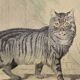 Planche zoologique originale de 1839 " chat domestique & angora "