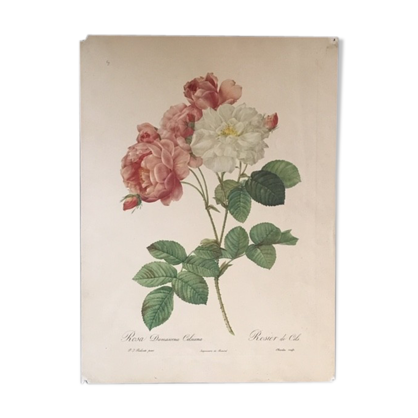 Botanical board reproduction JP Redouté