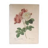 Botanical board reproduction JP Redouté
