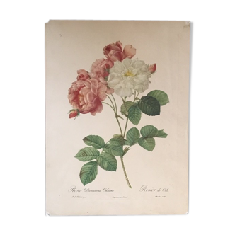 Botanical board reproduction JP Redouté