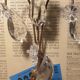 1 crystal prism wall light with 2 lights. Brass frame