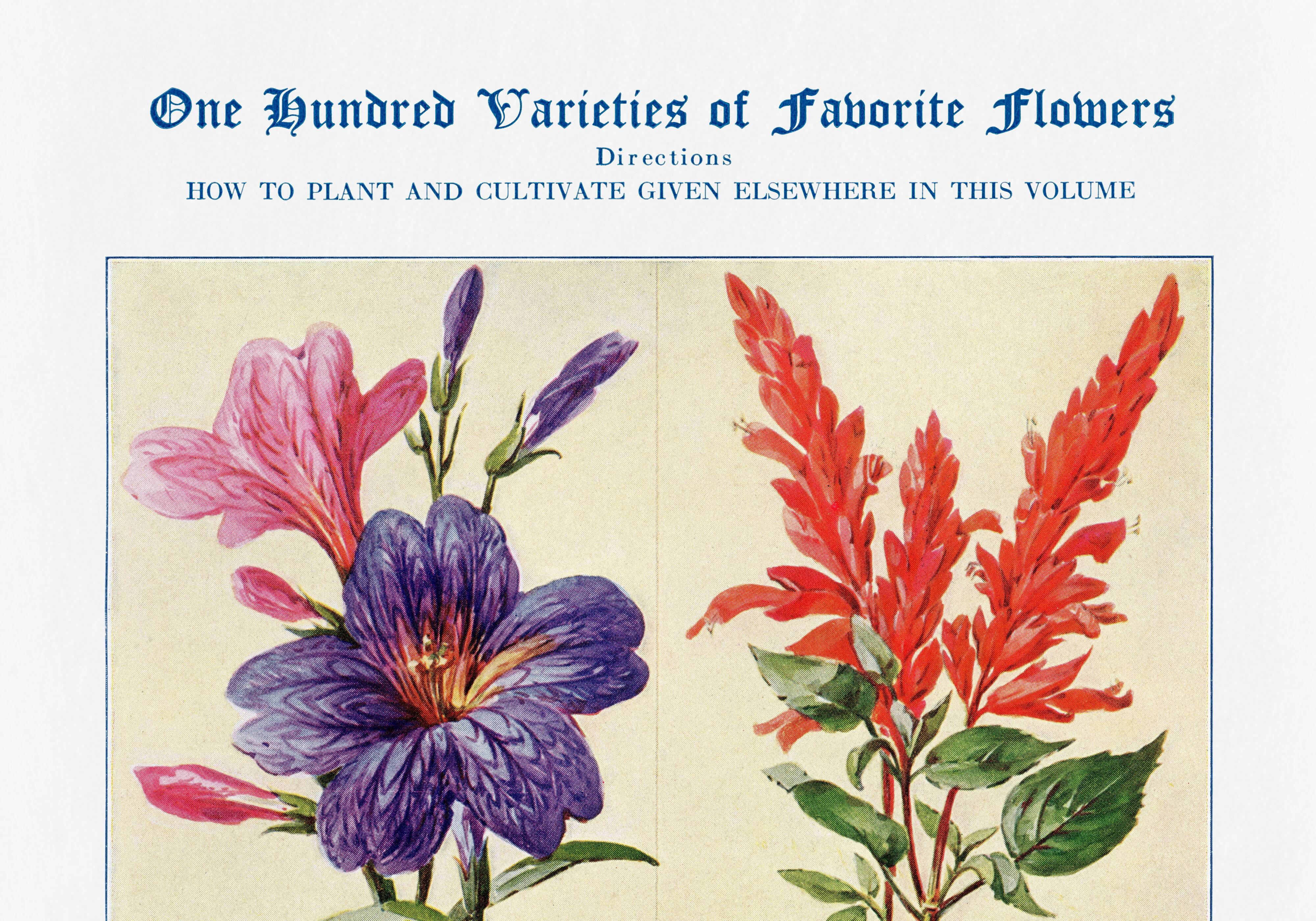 Poster about sage, soapwort, and tiger's mouth