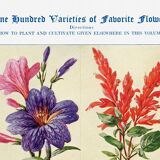 Poster about sage, soapwort, and tiger's mouth