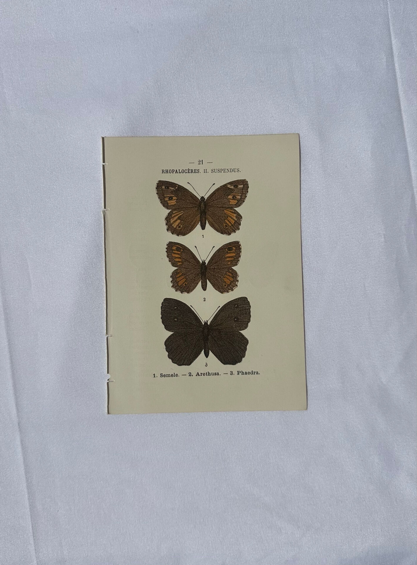 🦋 Botanical Plate Engraving of a Butterfly, 19th Century Naturalist