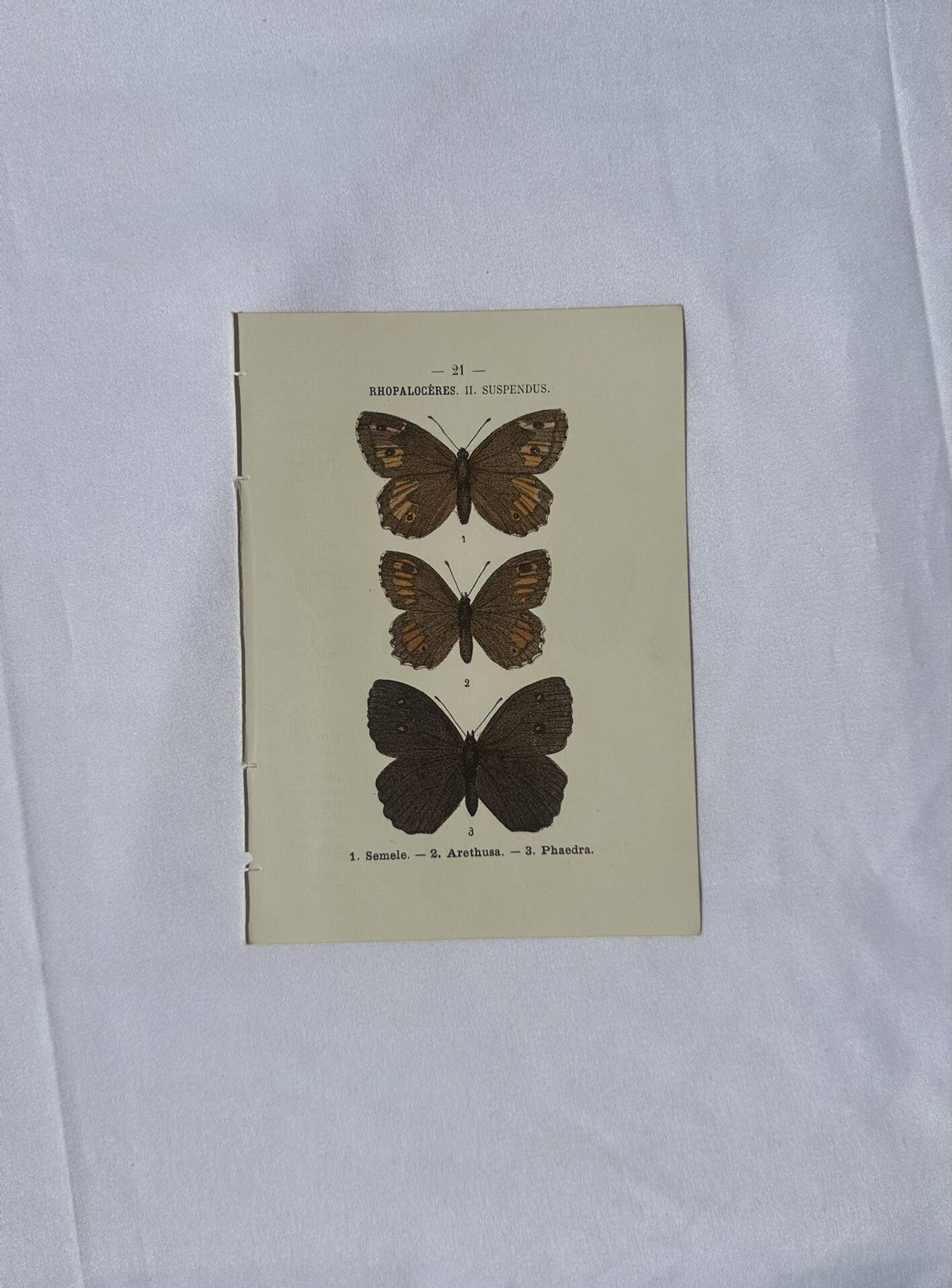 Planche Botanique Gravure Papillon naturaliste ancienne 19eme