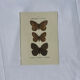 🦋 Botanical Plate Engraving of a Butterfly, 19th Century Naturalist