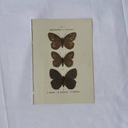 Planche Botanique Gravure Papillon naturaliste ancienne 19eme