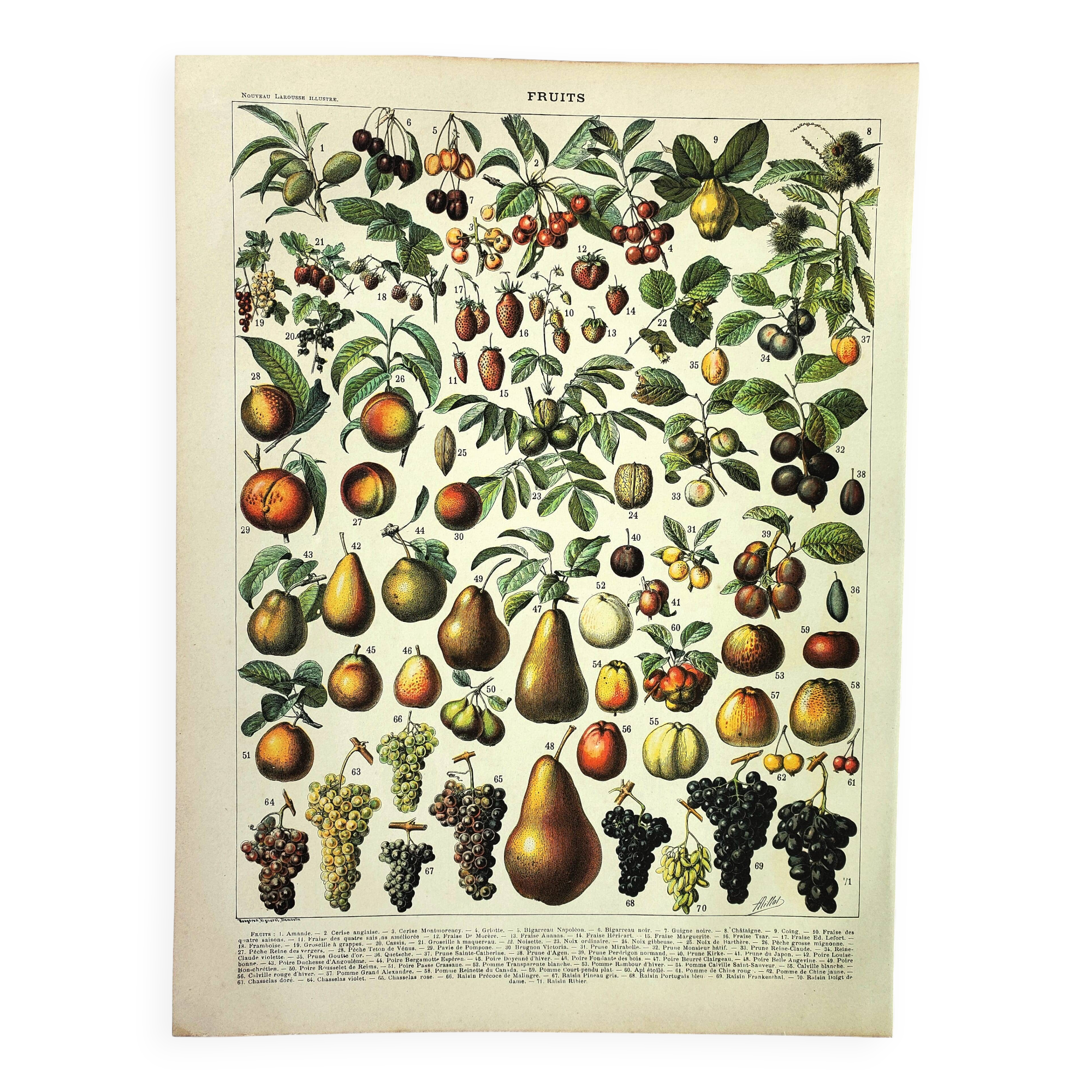 Botanical engraving 1897 A. Millot - Fruits 1, from our regions, varieties