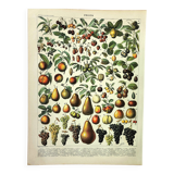 Botanical engraving 1897 A. Millot - Fruits 1, from our regions, varieties