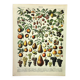 Botanical engraving 1897 A. Millot - Fruits 1, from our regions, varieties