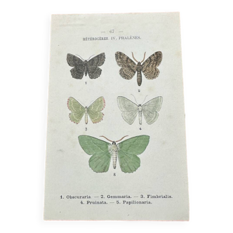 Gravure botanique ancienne planche naturaliste papillon recto verso