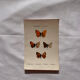Botanical Plate 1800 Old Naturalist Engraving 19th Century Double-Sided