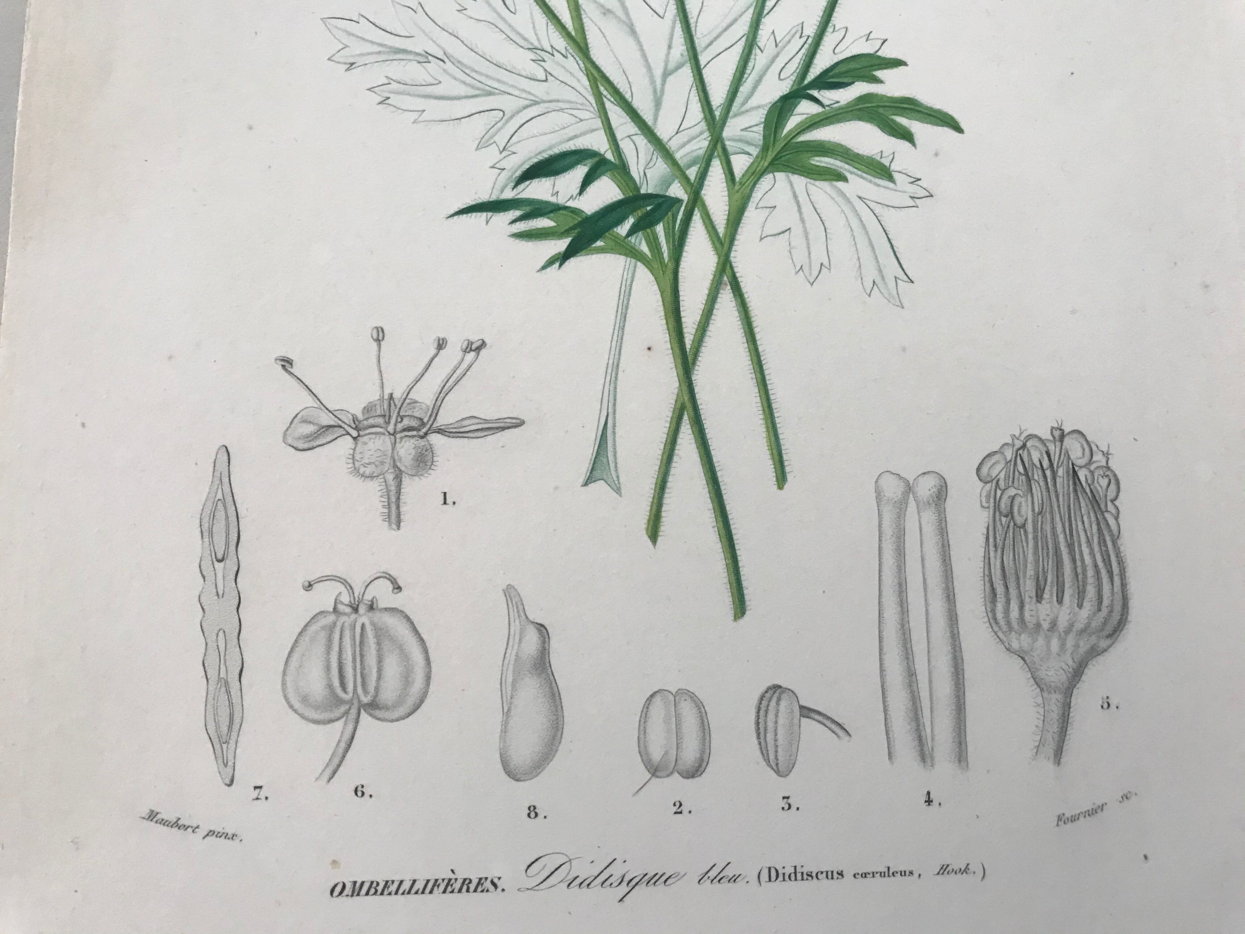 Trio of botanical engravings 19th century