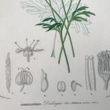 Trio of botanical engravings 19th century
