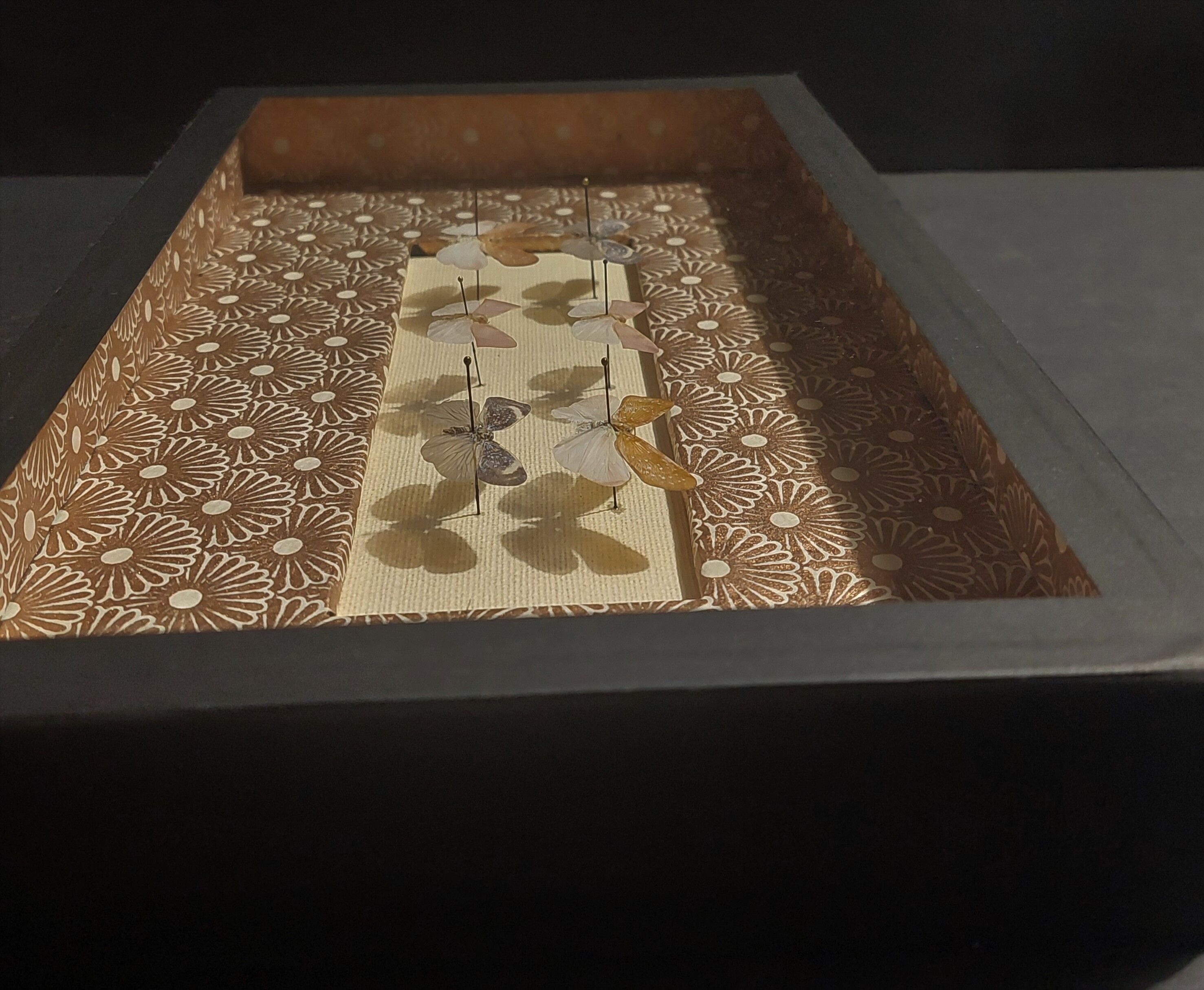 Natural history entomology framework insects aphaeninae sp.