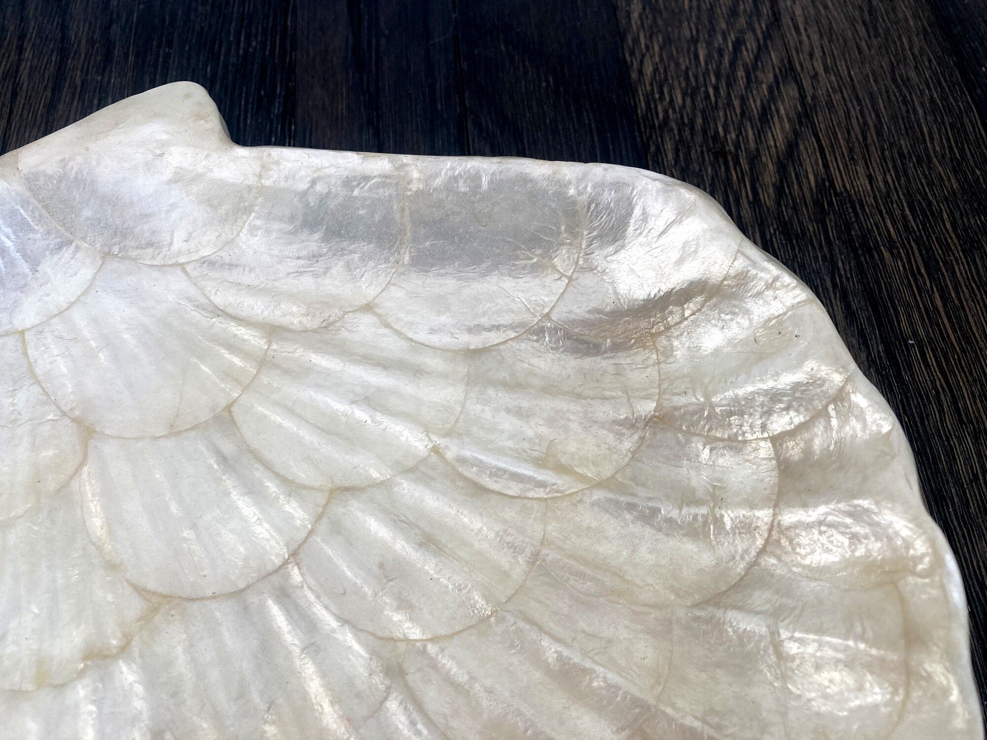 Cup / vacuum vintage pocket in the shape of mother-of-pearl shell