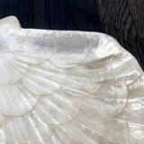 Cup / vacuum vintage pocket in the shape of mother-of-pearl shell