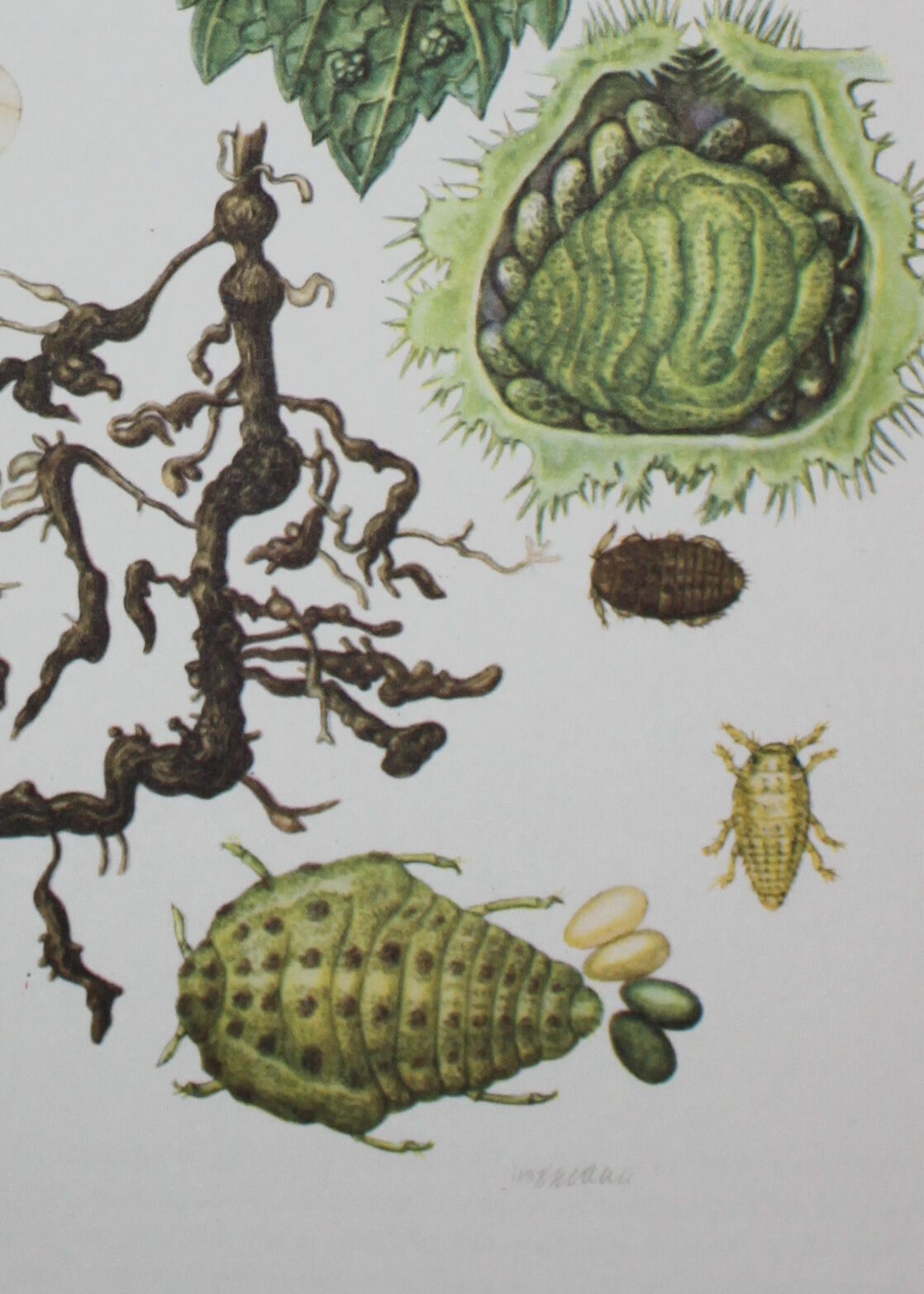 Phylloxera | 1961 | Insect Homoptera| Original pedagogical board| Entomology