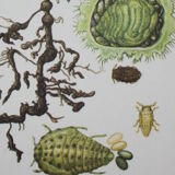 Phylloxera | 1961 | Insect Homoptera| Original pedagogical board| Entomology